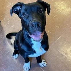 Enlarge Fonz, a ADOPTABLE mixed breed in Rapid City, SD image 6/6