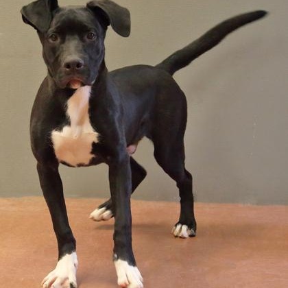 Enlarge Fonz, a ADOPTABLE mixed breed in Rapid City, SD image 3/6