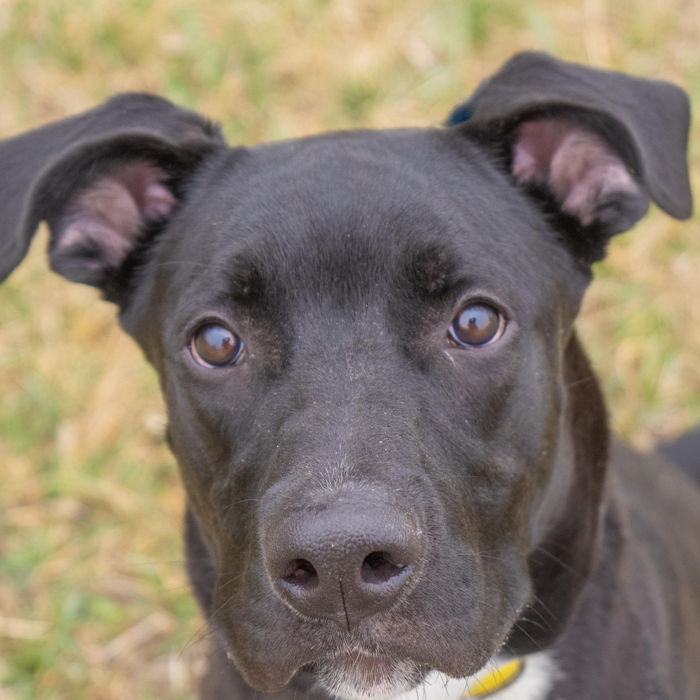 Enlarge Fonz, a ADOPTABLE mixed breed in Rapid City, SD image 5/6