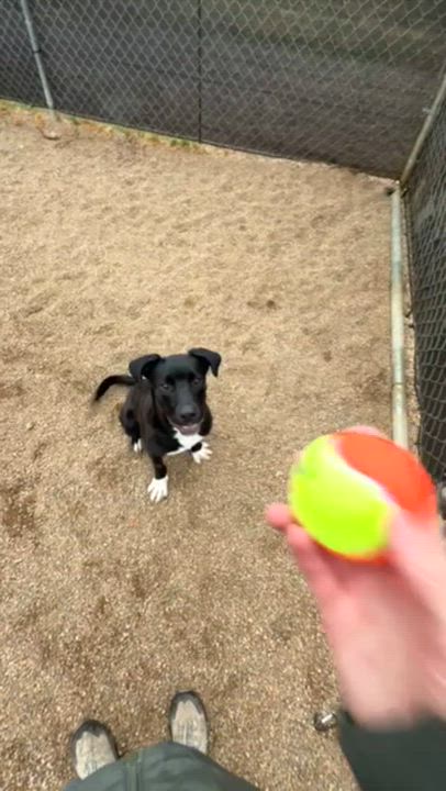 Enlarge Fonz, a ADOPTABLE mixed breed in Rapid City, SD video 2/6
