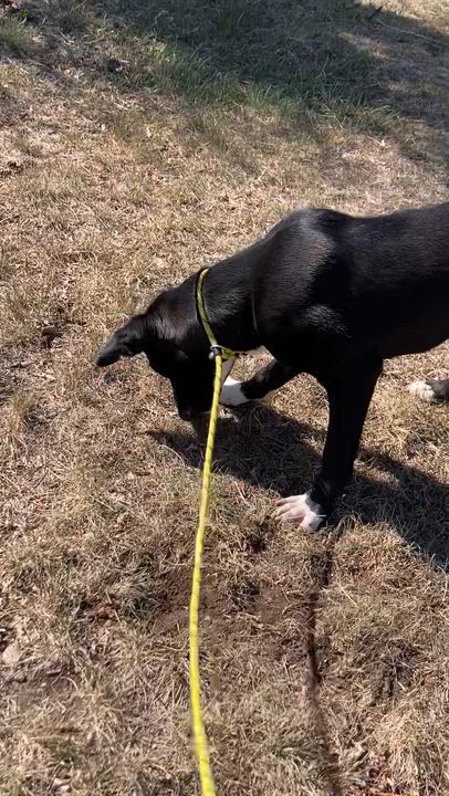 Enlarge Fonz, a ADOPTABLE mixed breed in Rapid City, SD video 4/6