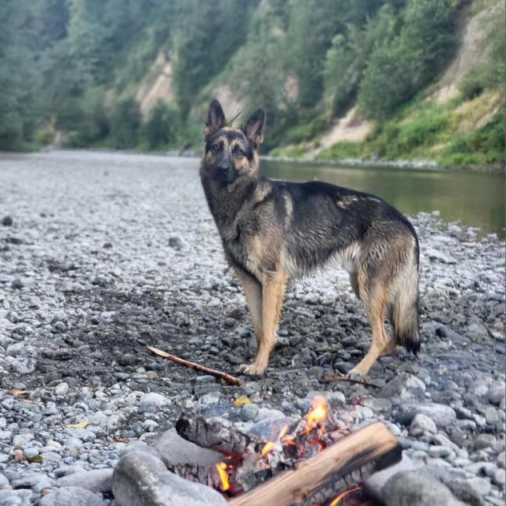 Blue, Adoptable, Adult Male German Shepherd Dog.