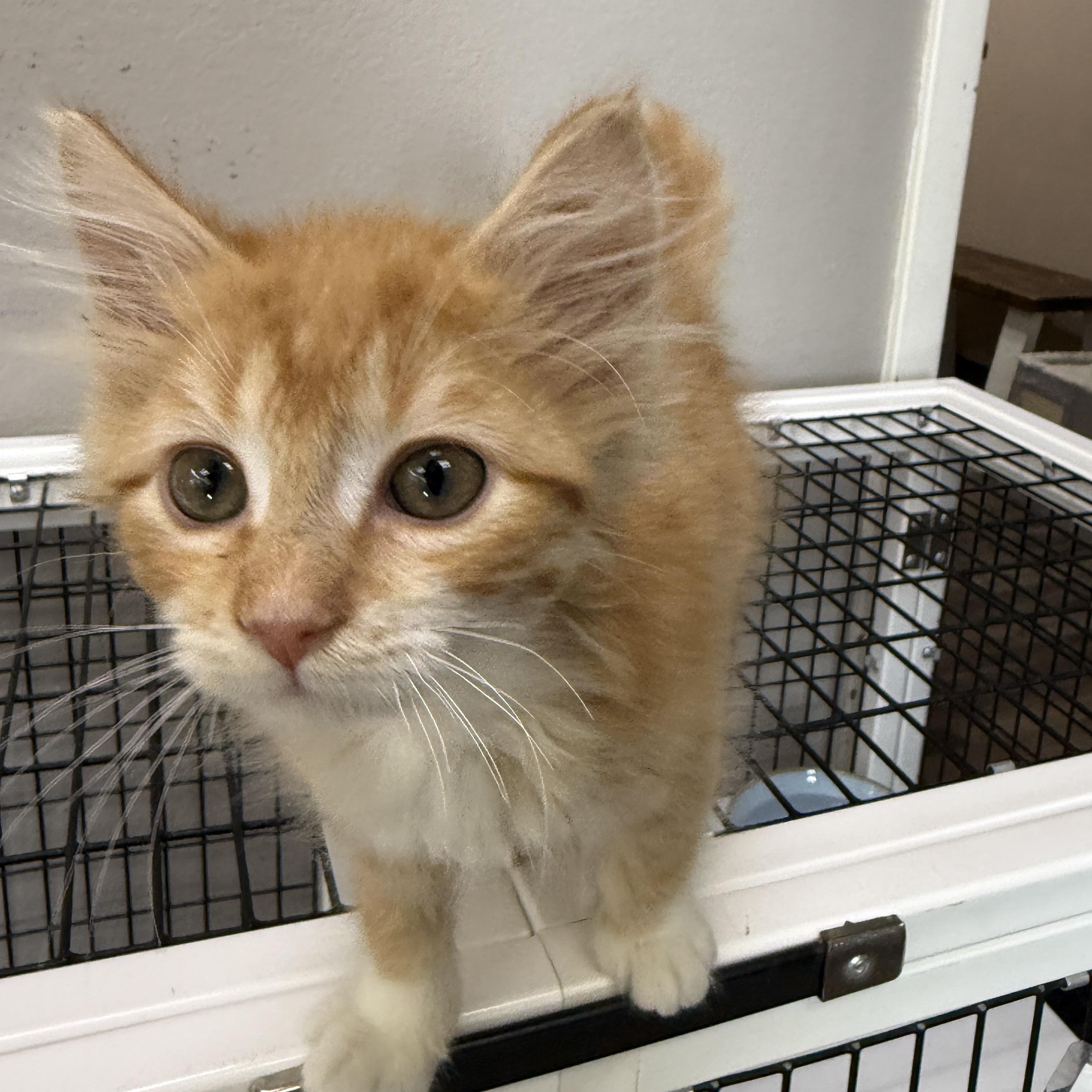 Poof Ball, Adopted, Kitten Female Domestic Medium Hair.