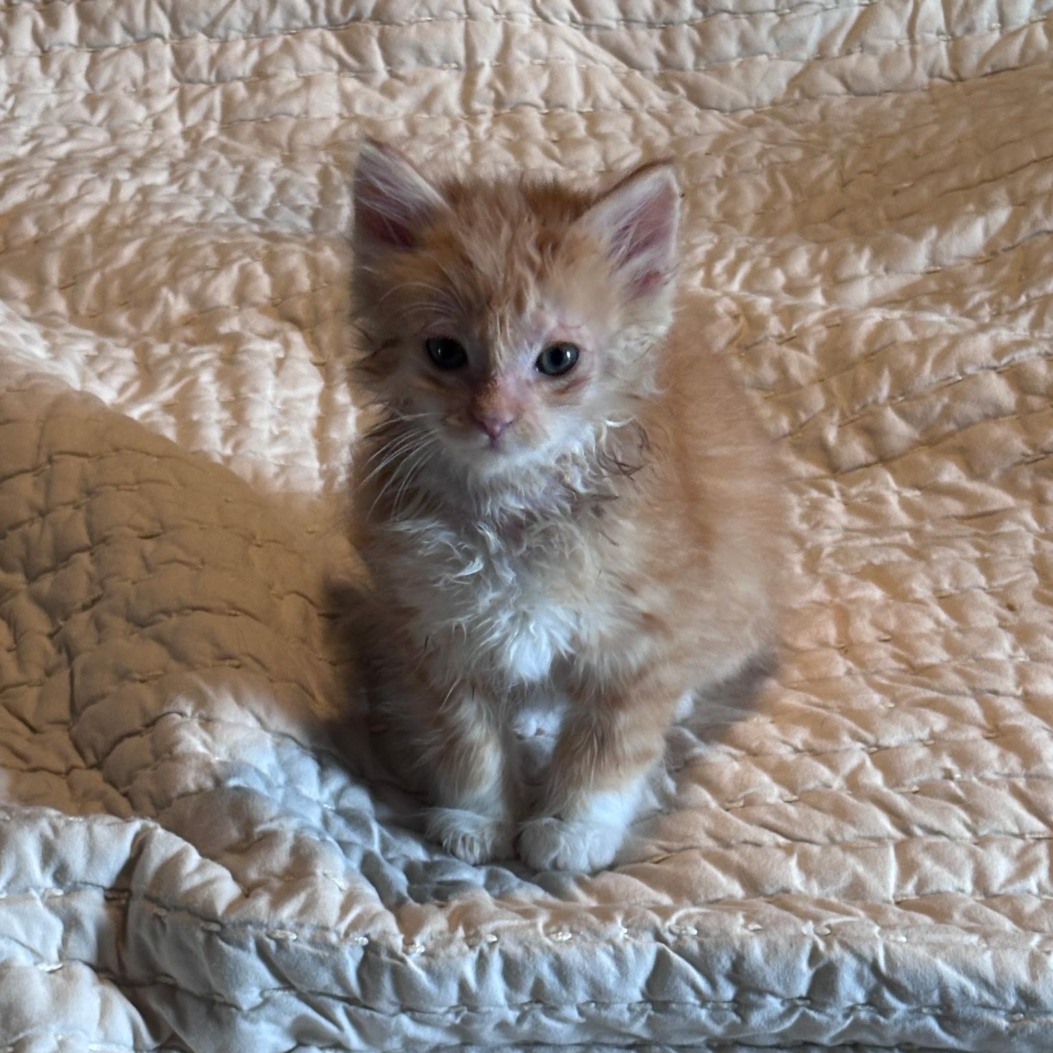 Enlarge Poof Ball, a Adoptable Domestic Medium Hair in Oconto, WI image 3/3