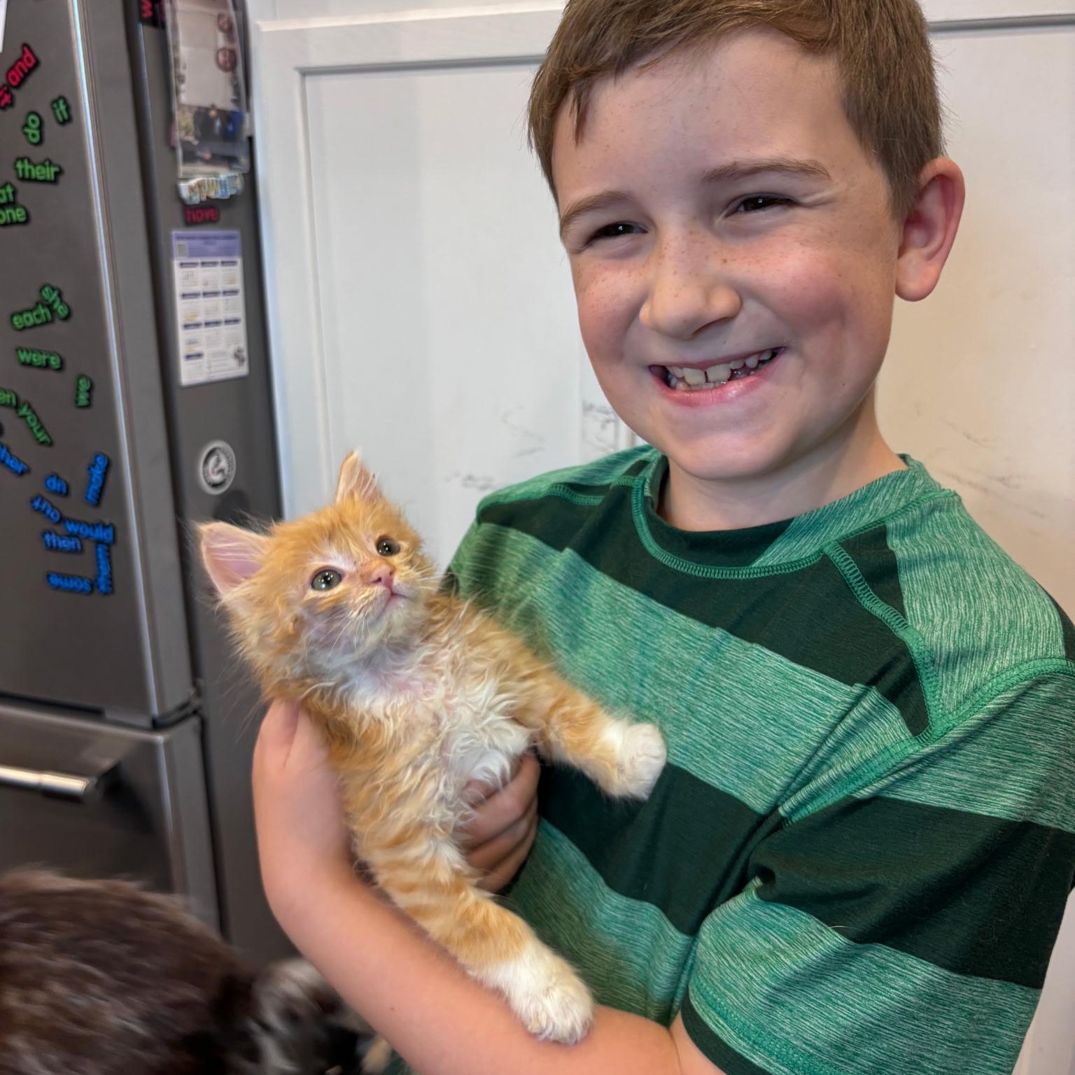 Poof Ball, Adoptable, Kitten Female Domestic Medium Hair.