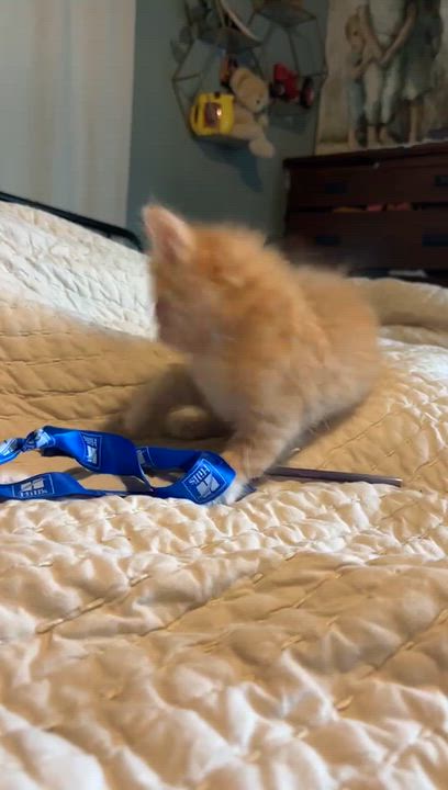 Enlarge Poof Ball, a Adoptable Domestic Medium Hair in Oconto, WI video 2/3