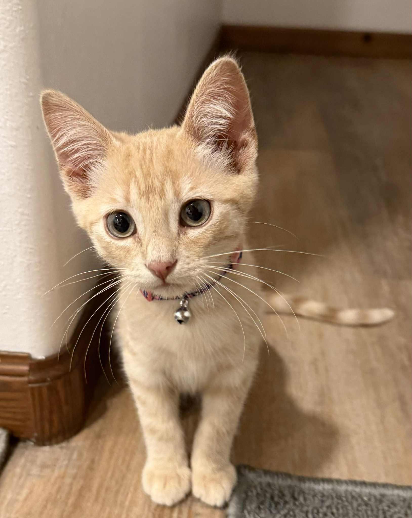 Buffy, Baby Male unknown