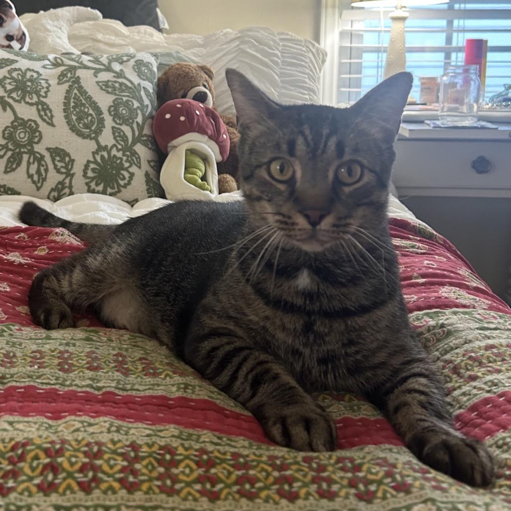 Enlarge Walter, a Adoptable Domestic Short Hair in Chapel Hill, NC image 1/6