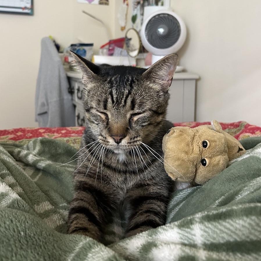 Walter, Adoptable, Adult Male Domestic Short Hair.