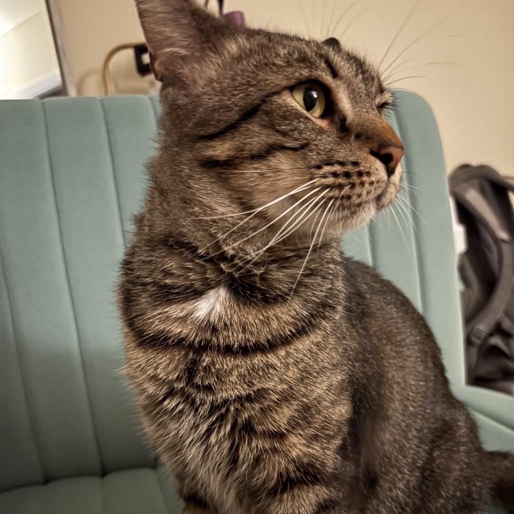 Enlarge Walter, a Adoptable Domestic Short Hair in Chapel Hill, NC image 2/6