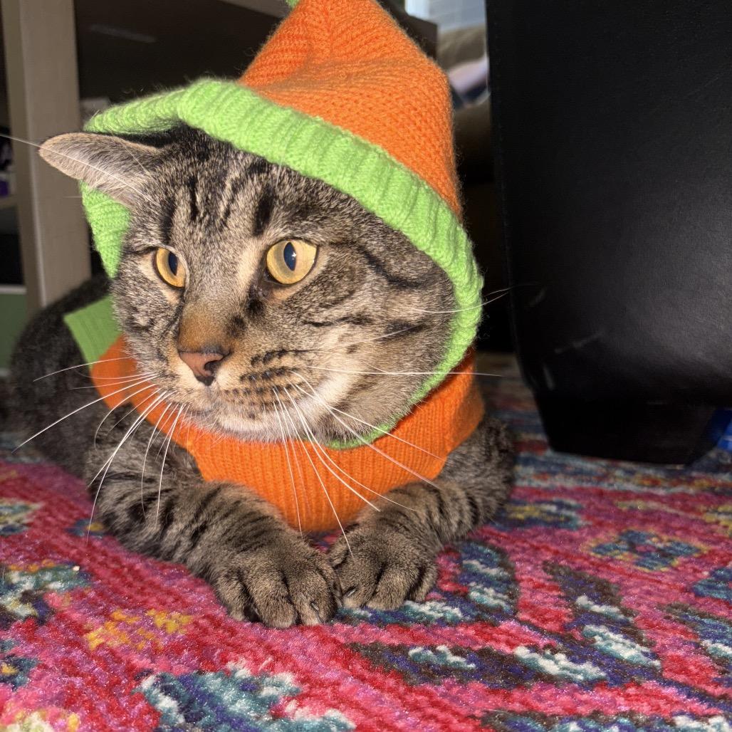 Enlarge Walter, a Adoptable Domestic Short Hair in Chapel Hill, NC image 3/6