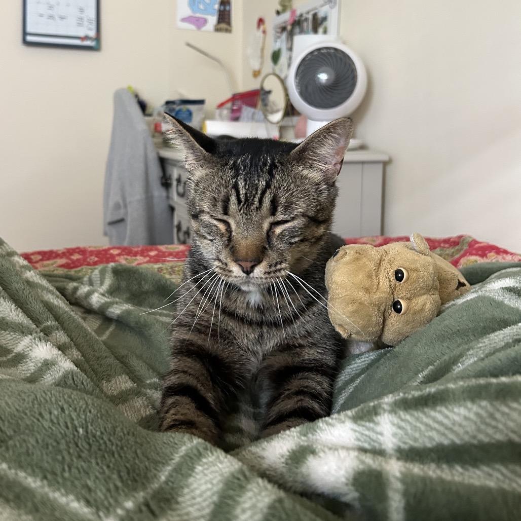 Enlarge Walter, a Adoptable Domestic Short Hair in Chapel Hill, NC image 4/6