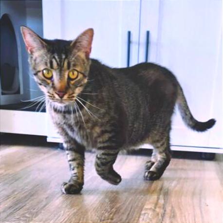 Enlarge Walter, a Adoptable Domestic Short Hair in Chapel Hill, NC image 2/3