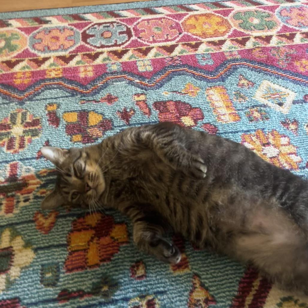 Enlarge Walter, a Adoptable Domestic Short Hair in Chapel Hill, NC image 5/6