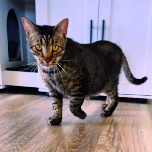 Enlarge Walter, a Adoptable Domestic Short Hair in Chapel Hill, NC image 6/6