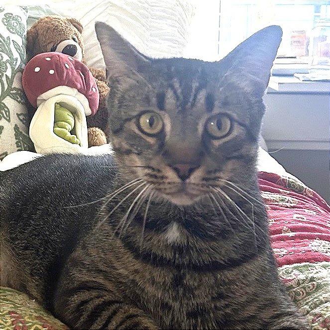 Enlarge Walter, a Adoptable Domestic Short Hair in Chapel Hill, NC image 3/3