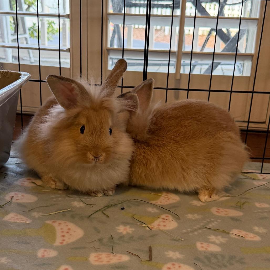 Donut, Adoptable, Young Male Palomino.