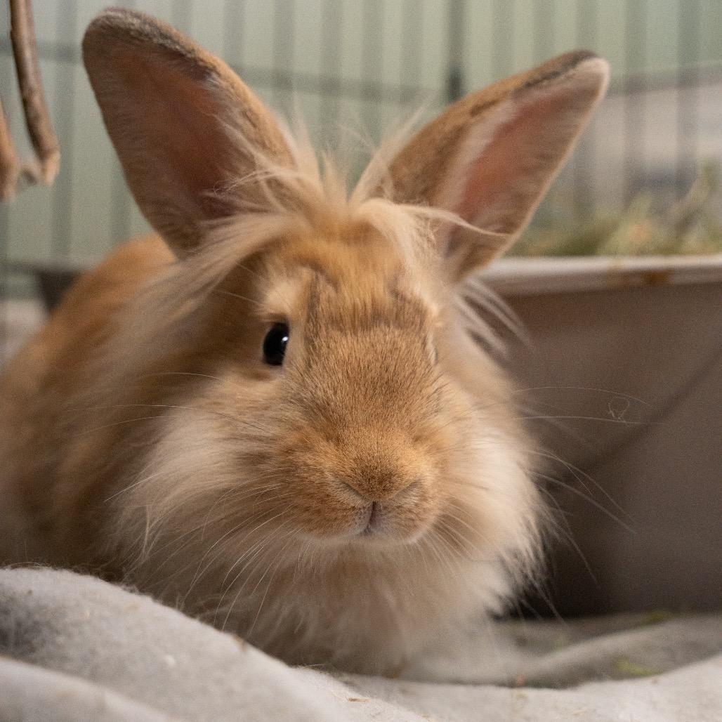 Enlarge Donut, a Adoptable Palomino in Kennesaw, GA image 2/2
