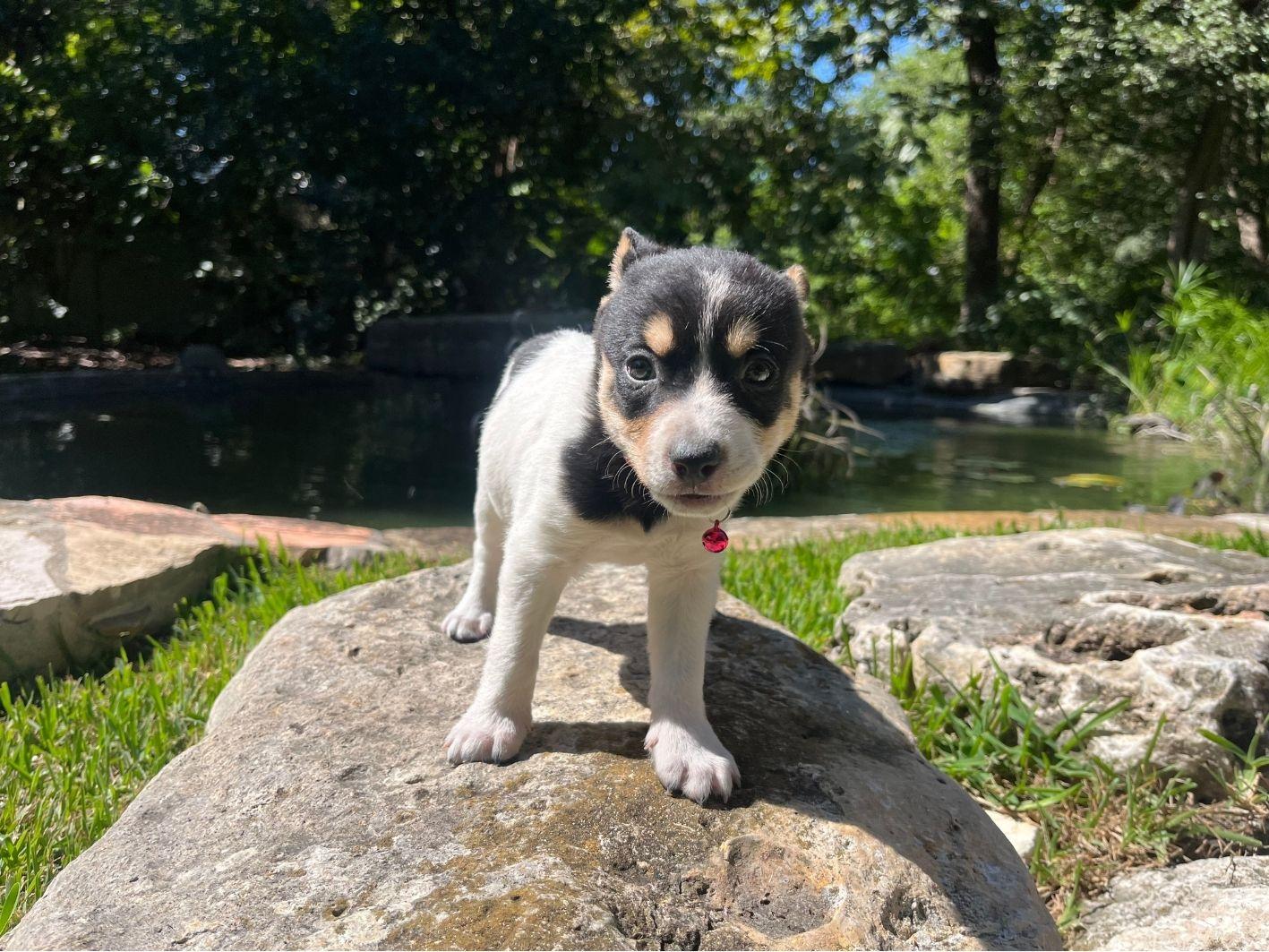 Trombone, Adoptable, Young Male Rat Terrier & Australian Shepherd.