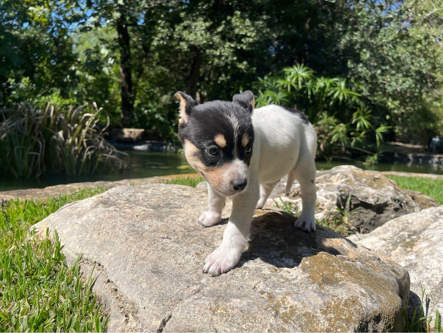 Enlarge Trombone, a Adoptable mixed breed in San Antonio, TX image 2/3