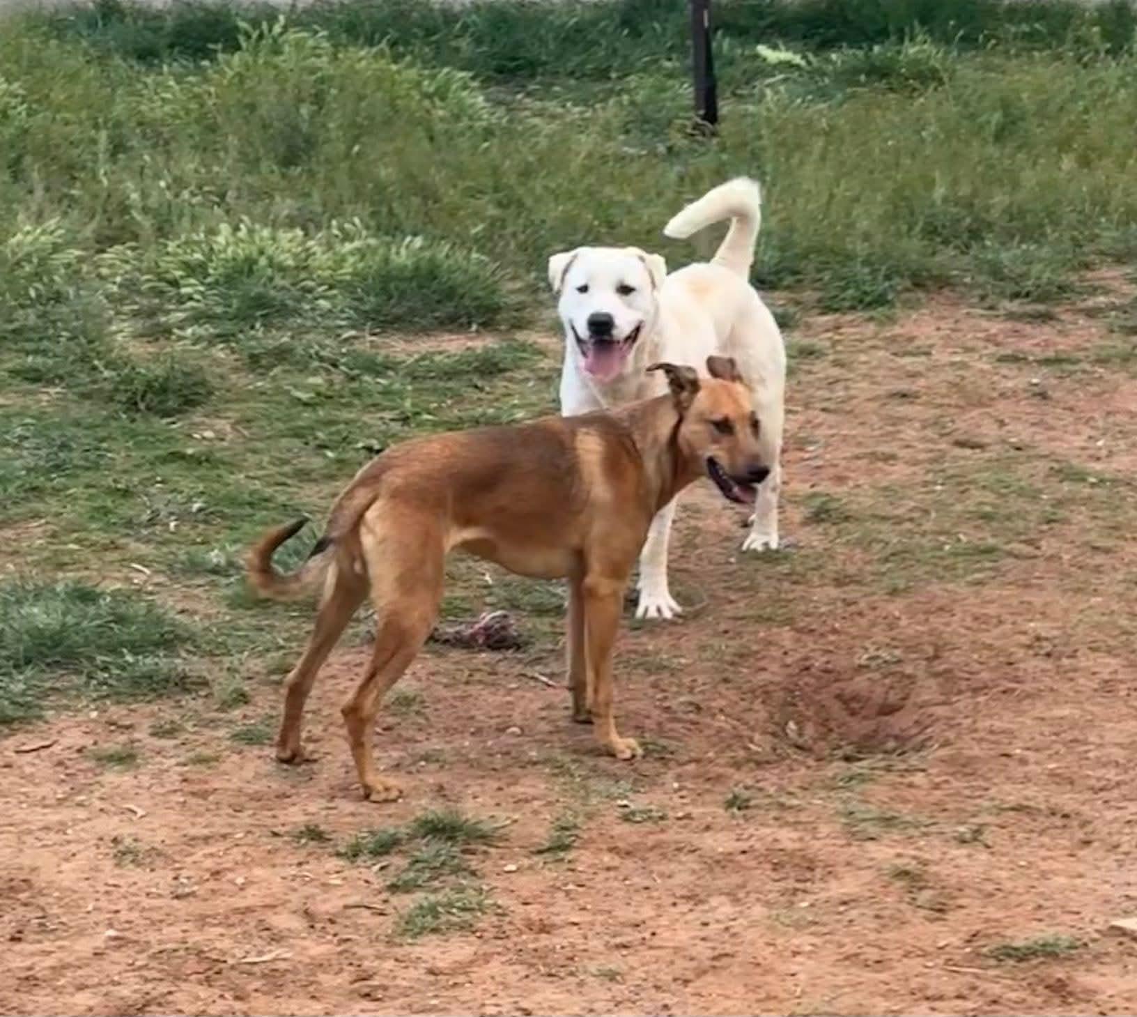 Pluto, a Adoptable mixed breed in Portales, NM image 2/6