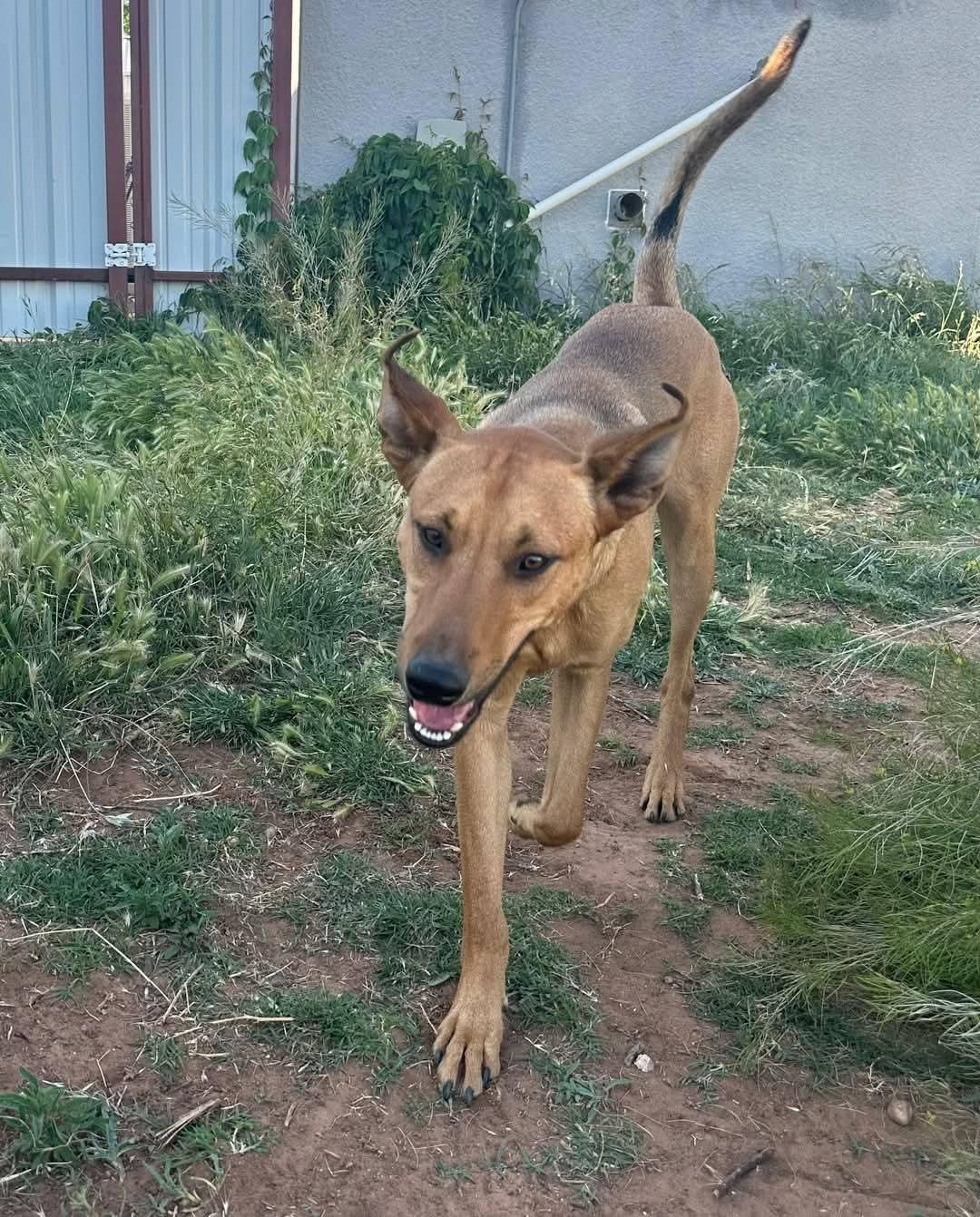 Pluto, a Adoptable mixed breed in Portales, NM image 5/6