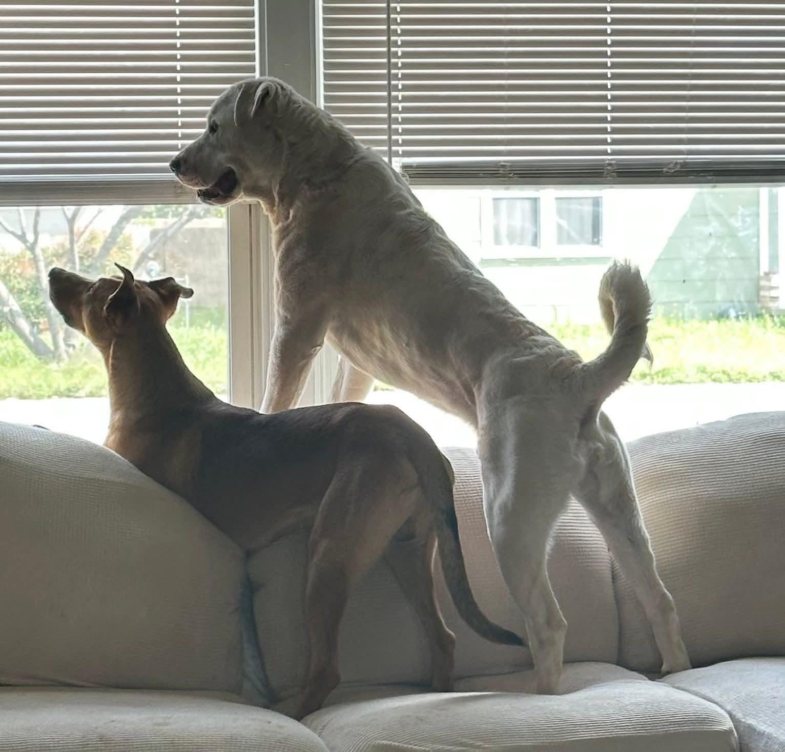 Pluto, a Adoptable mixed breed in Portales, NM image 3/6