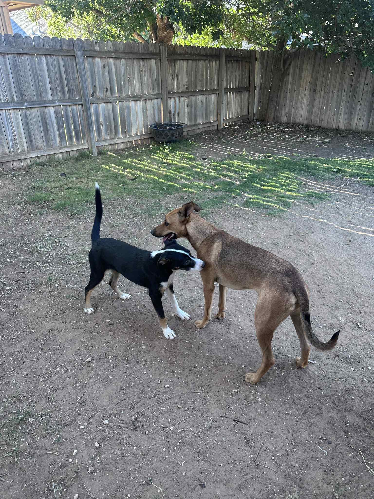 Pluto, an adoptable Doberman Pinscher, Great Pyrenees in Portales, NM, 88130 | Photo Image 5