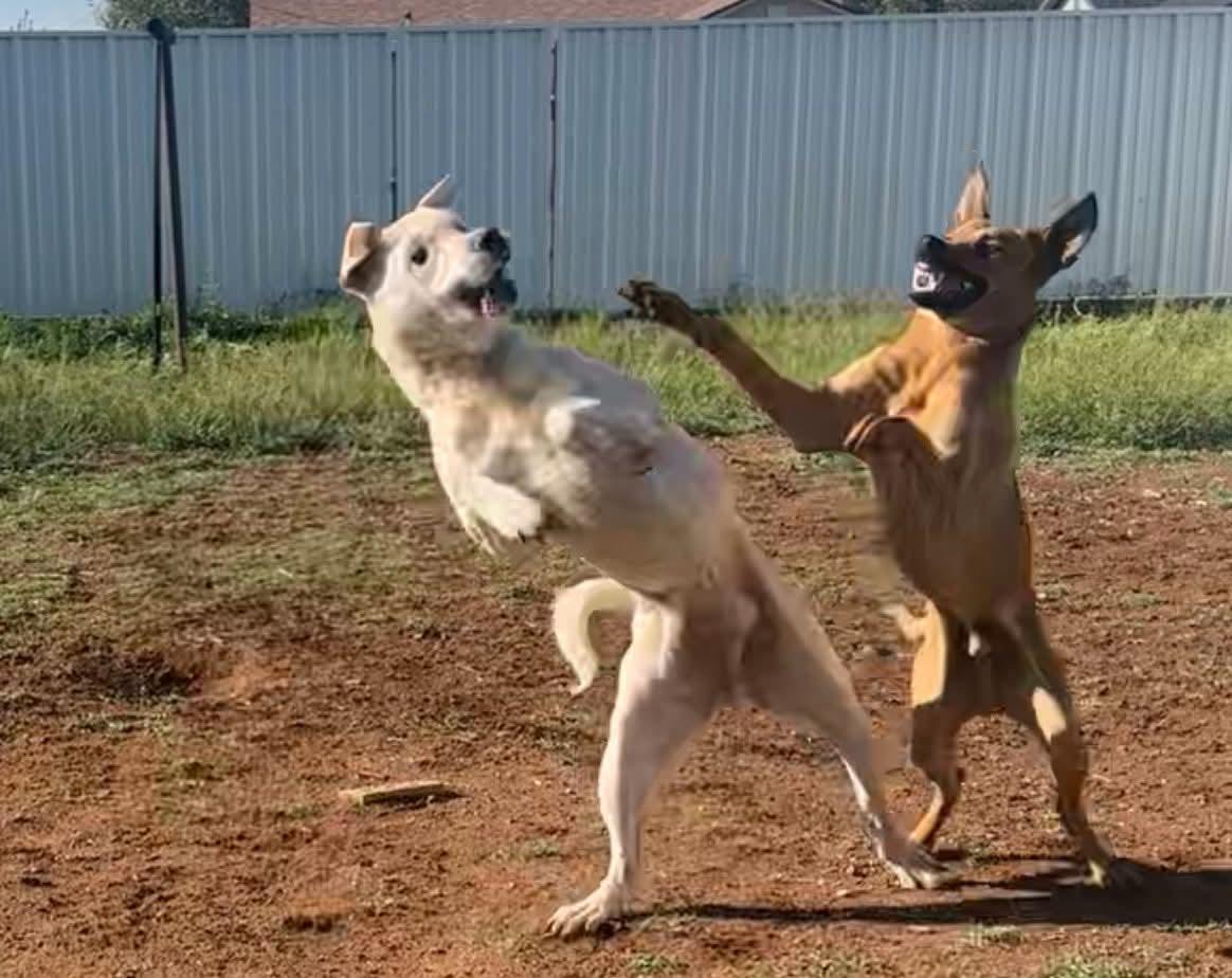 Pluto, a Adoptable mixed breed in Portales, NM image 6/6