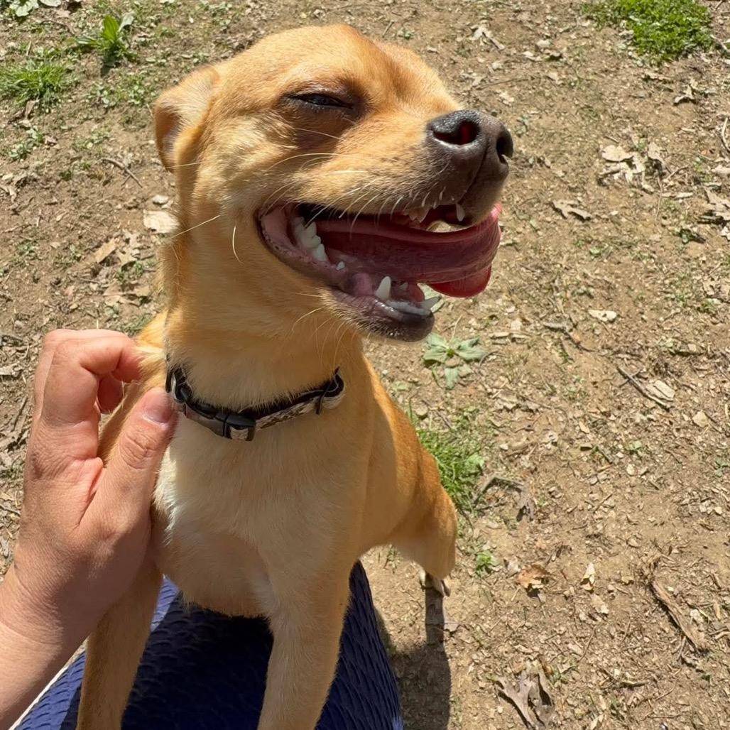 Enlarge Diet Coke, a Adoptable Mixed Breed in West Chester, PA image 1/5