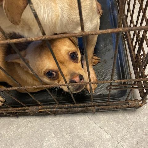 Diet Coke, Adoptable, Young Male Mixed Breed.