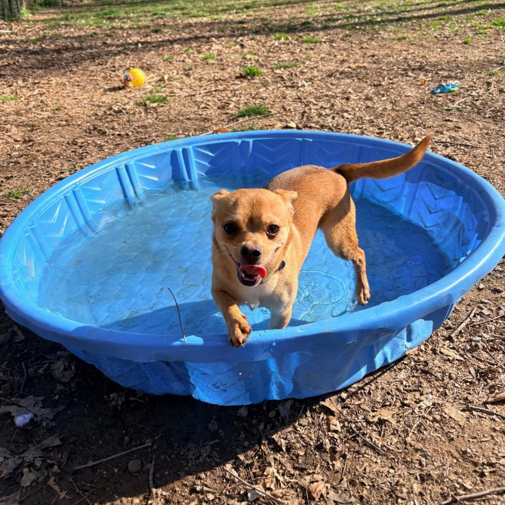 Enlarge Diet Coke, a Adoptable Mixed Breed in West Chester, PA image 3/5