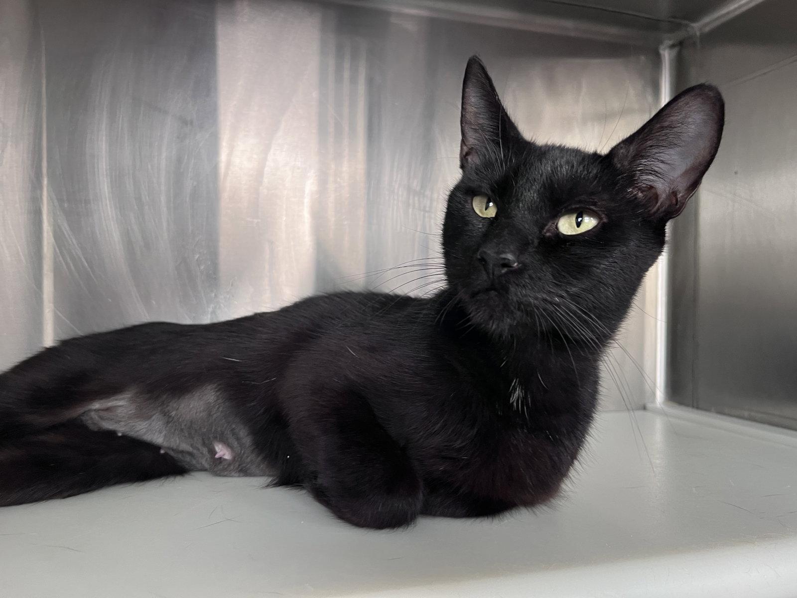 Enlarge Maid Marian, a Adoptable Domestic Short Hair in Carrollton, GA image 2/3