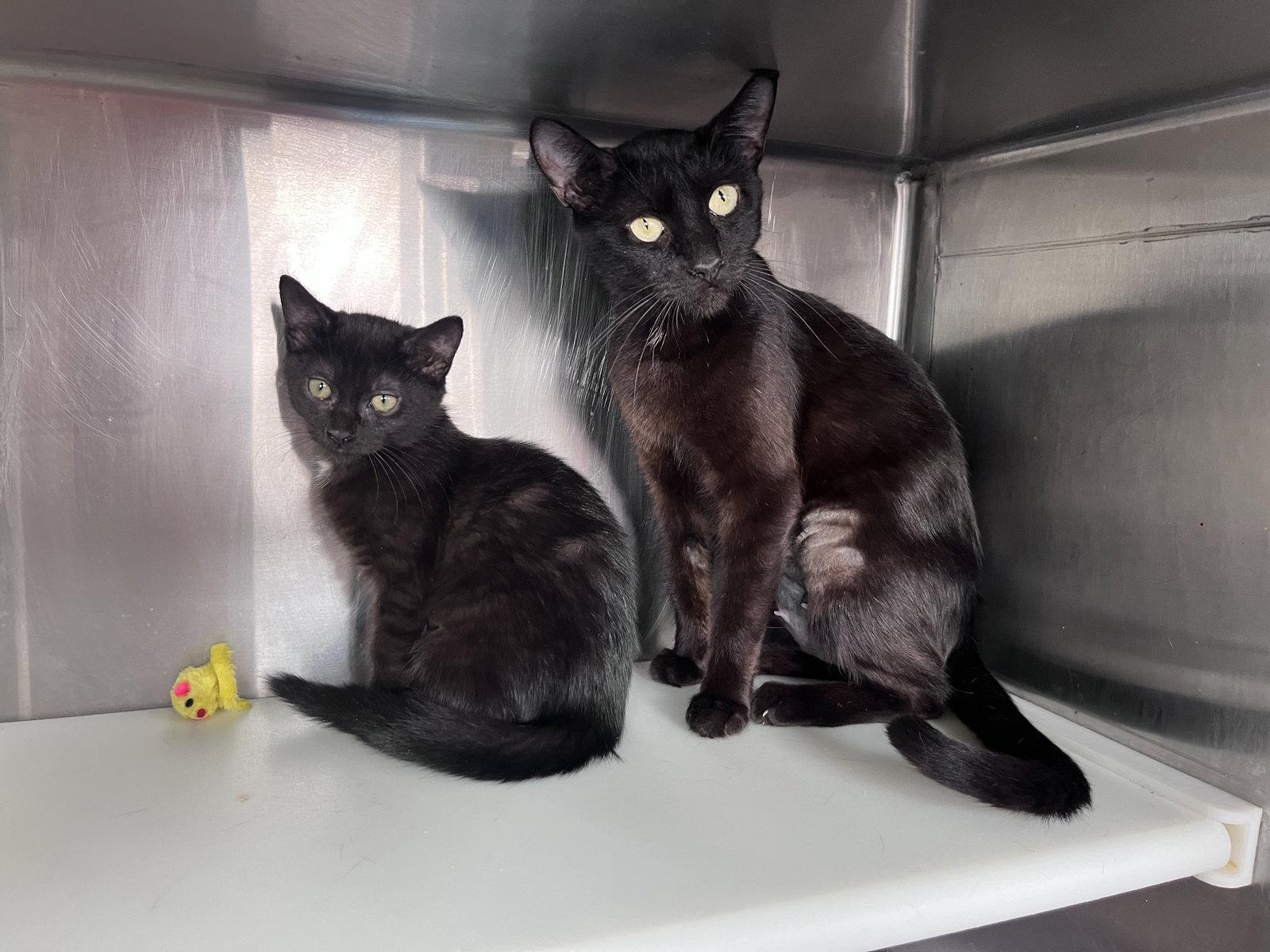 Enlarge Maid Marian, a Adoptable Domestic Short Hair in Carrollton, GA image 3/3
