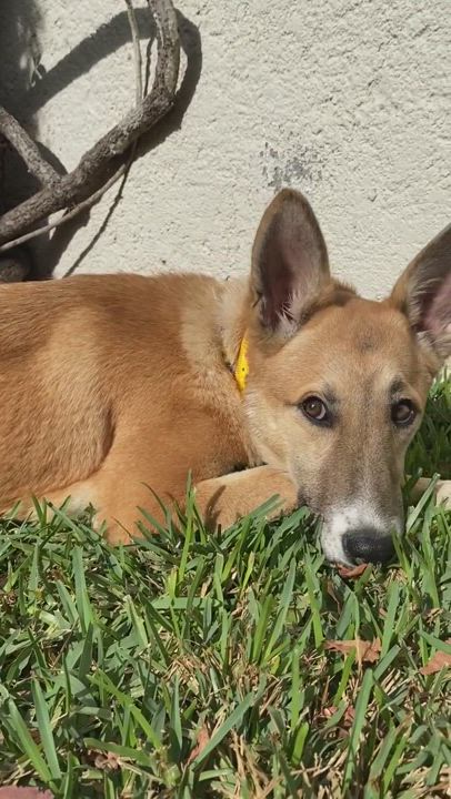 Enlarge Bombon, a Adoptable mixed breed in Mount Kisco, NY video 7/7