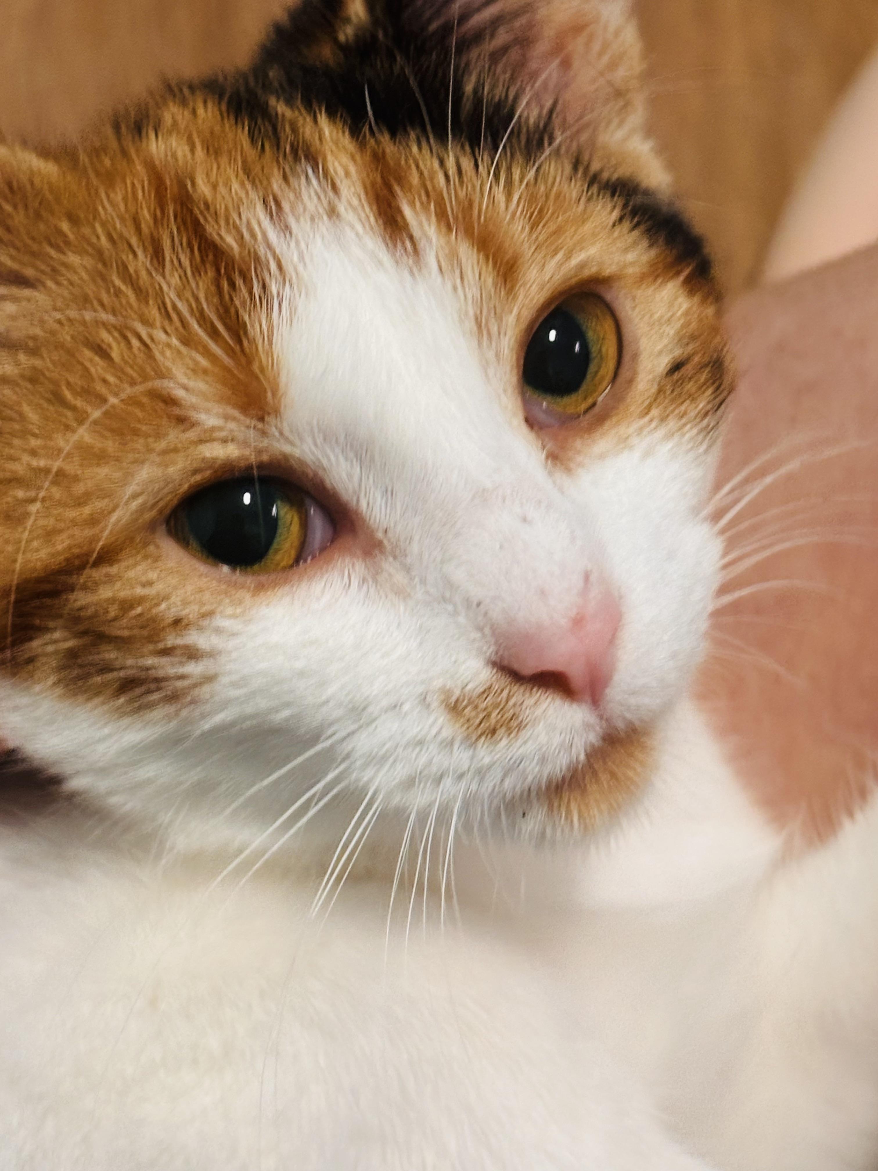 Butterscotch, an adopted Domestic Short Hair in Holland, MI image 1/2