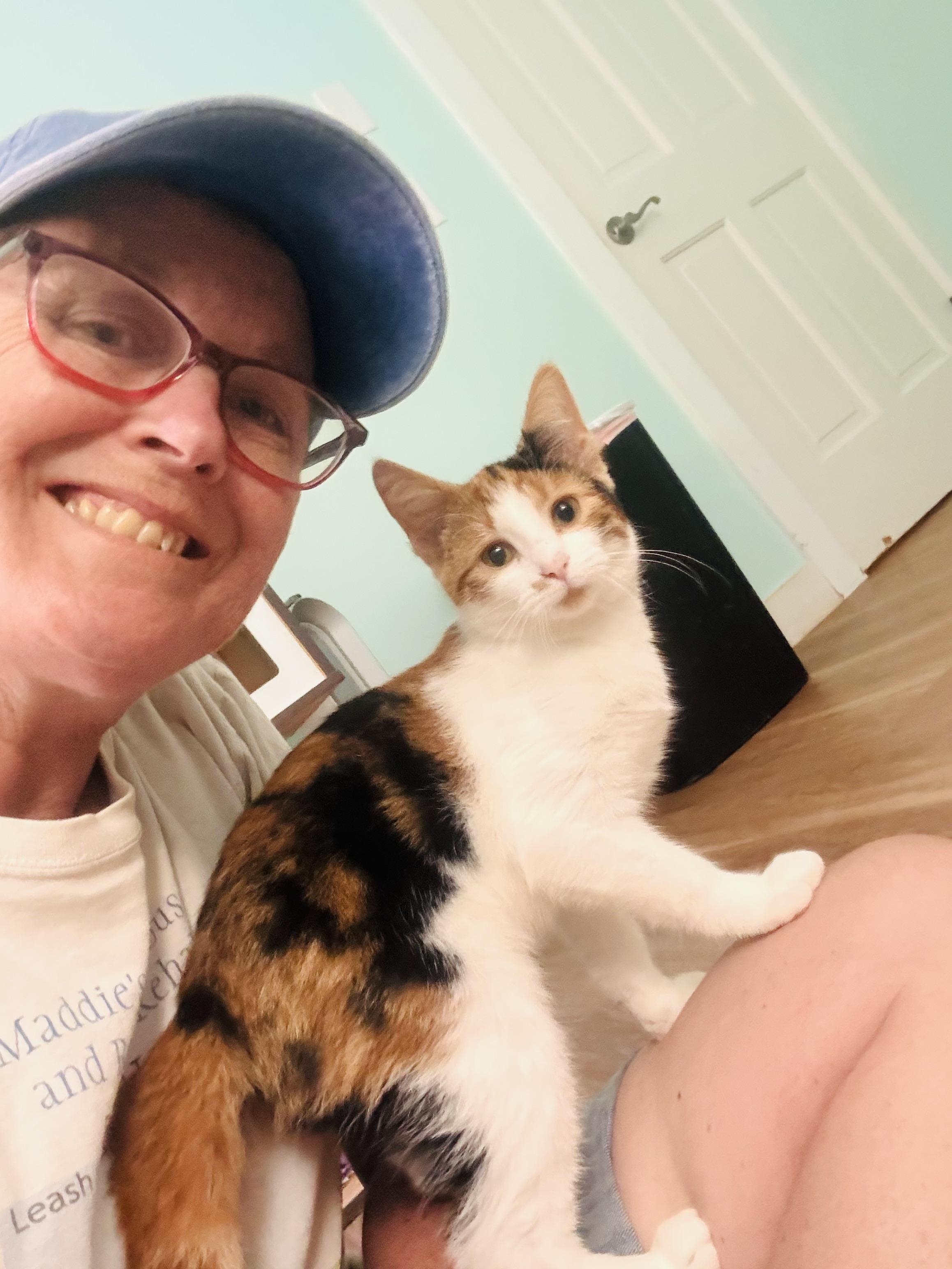 Butterscotch, an adopted Domestic Short Hair in Holland, MI image 2/2