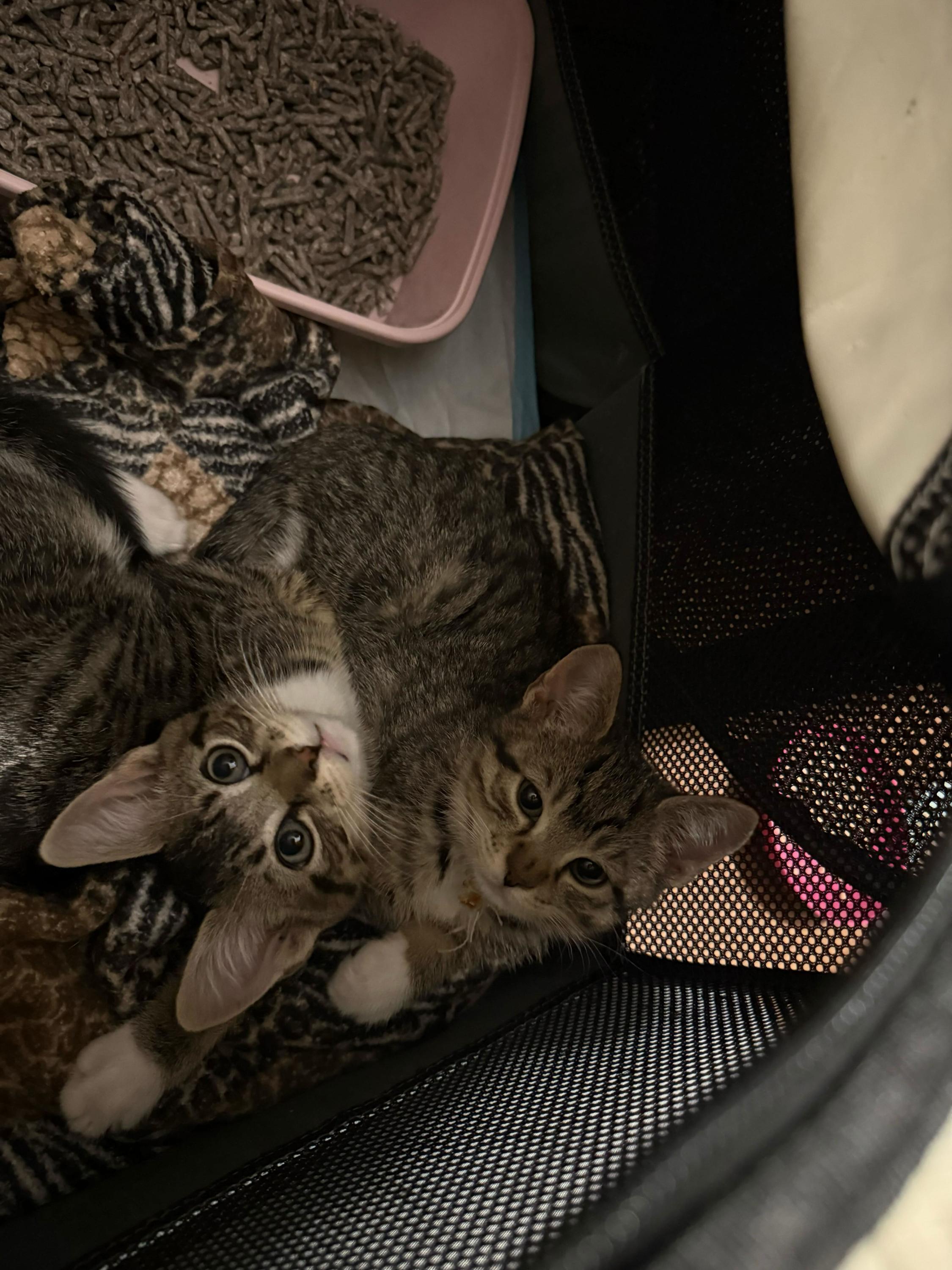 Enlarge Tictac (Bonded to Aloof), an adopted Domestic Short Hair in Long Island City, NY image 4/6