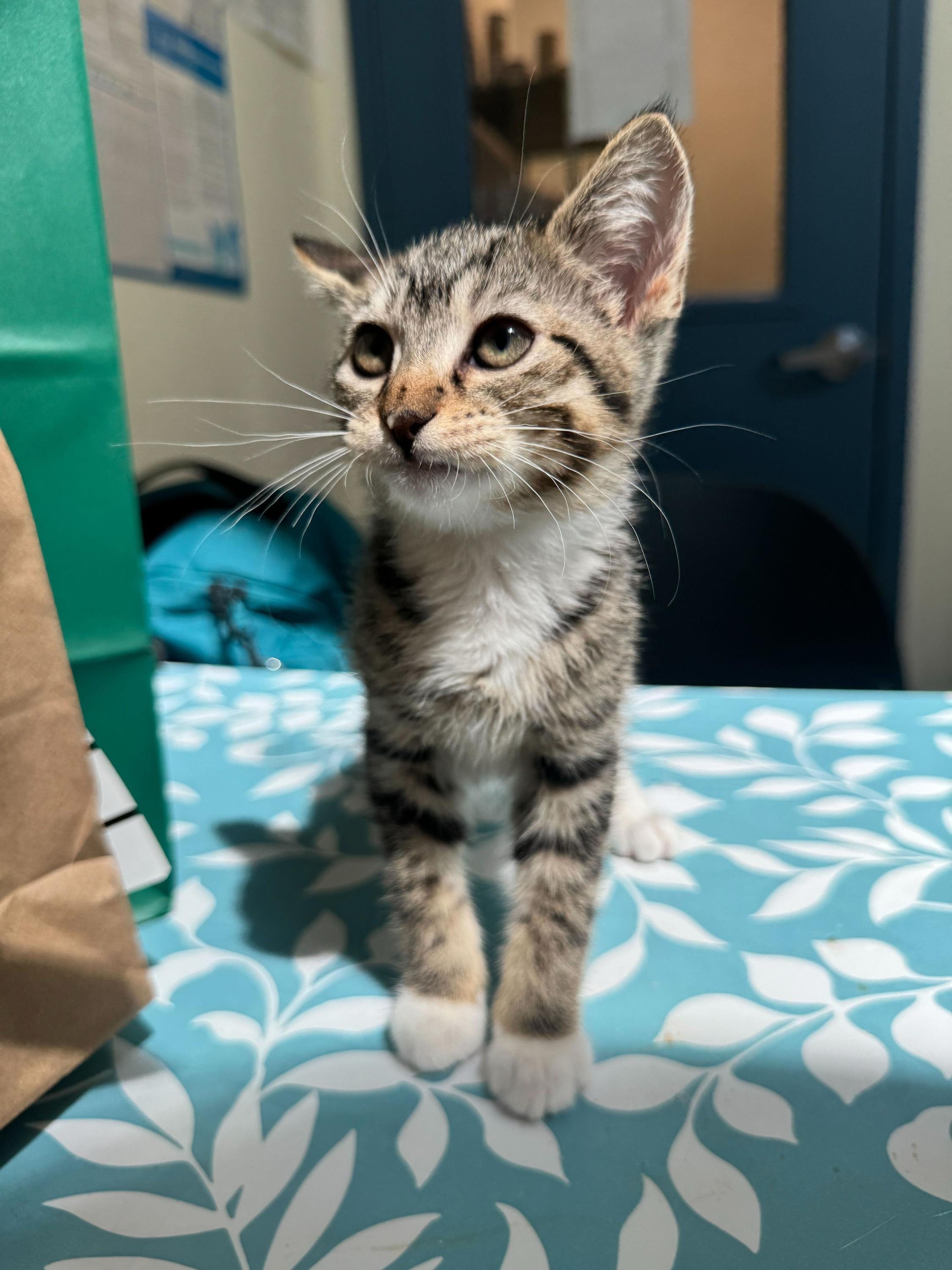 Tictac (Bonded to Aloof), adopted, Kitten Female Domestic Short Hair.