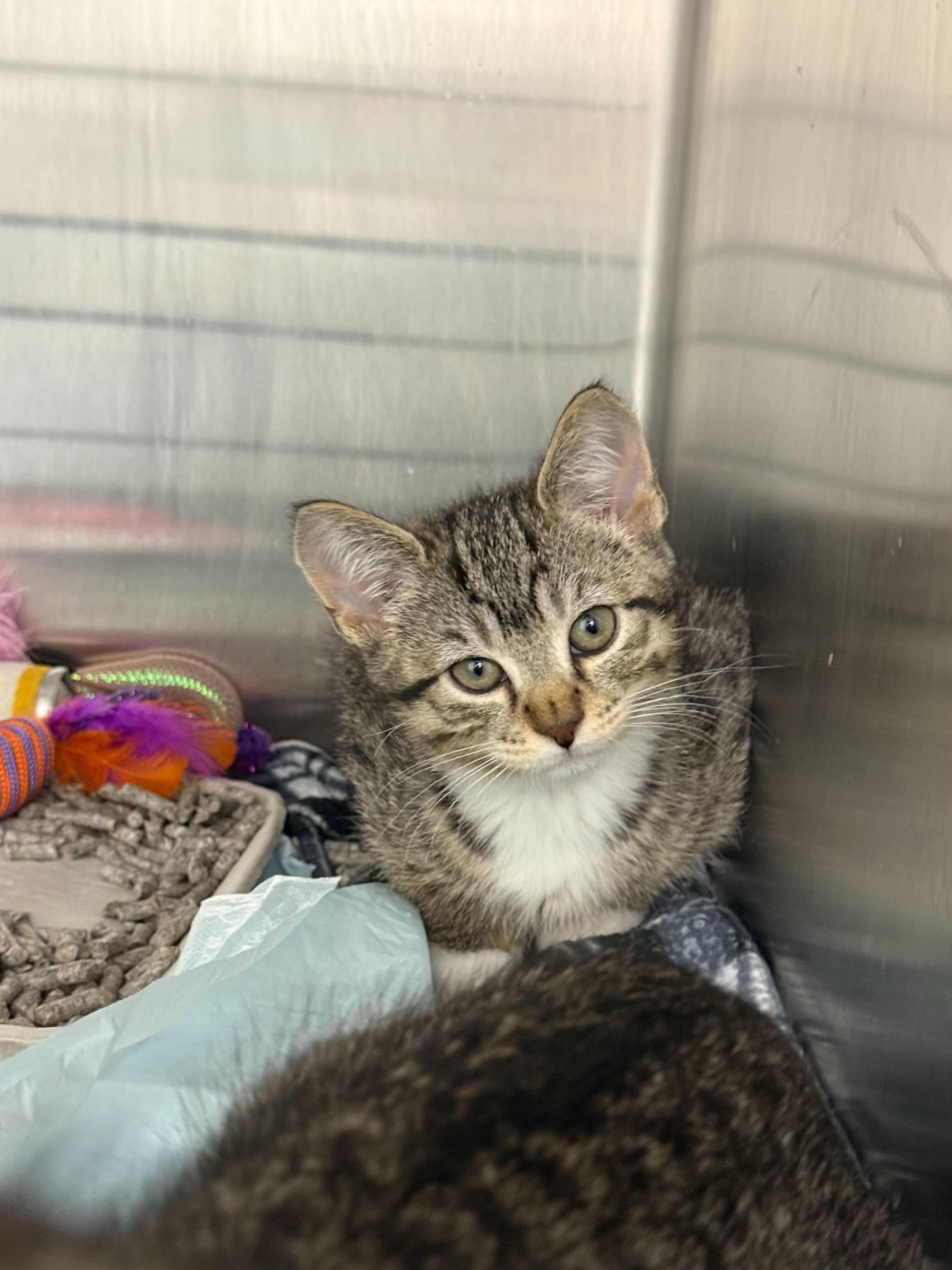 Enlarge Tictac (Bonded to Aloof), an adopted Domestic Short Hair in Long Island City, NY image 3/6
