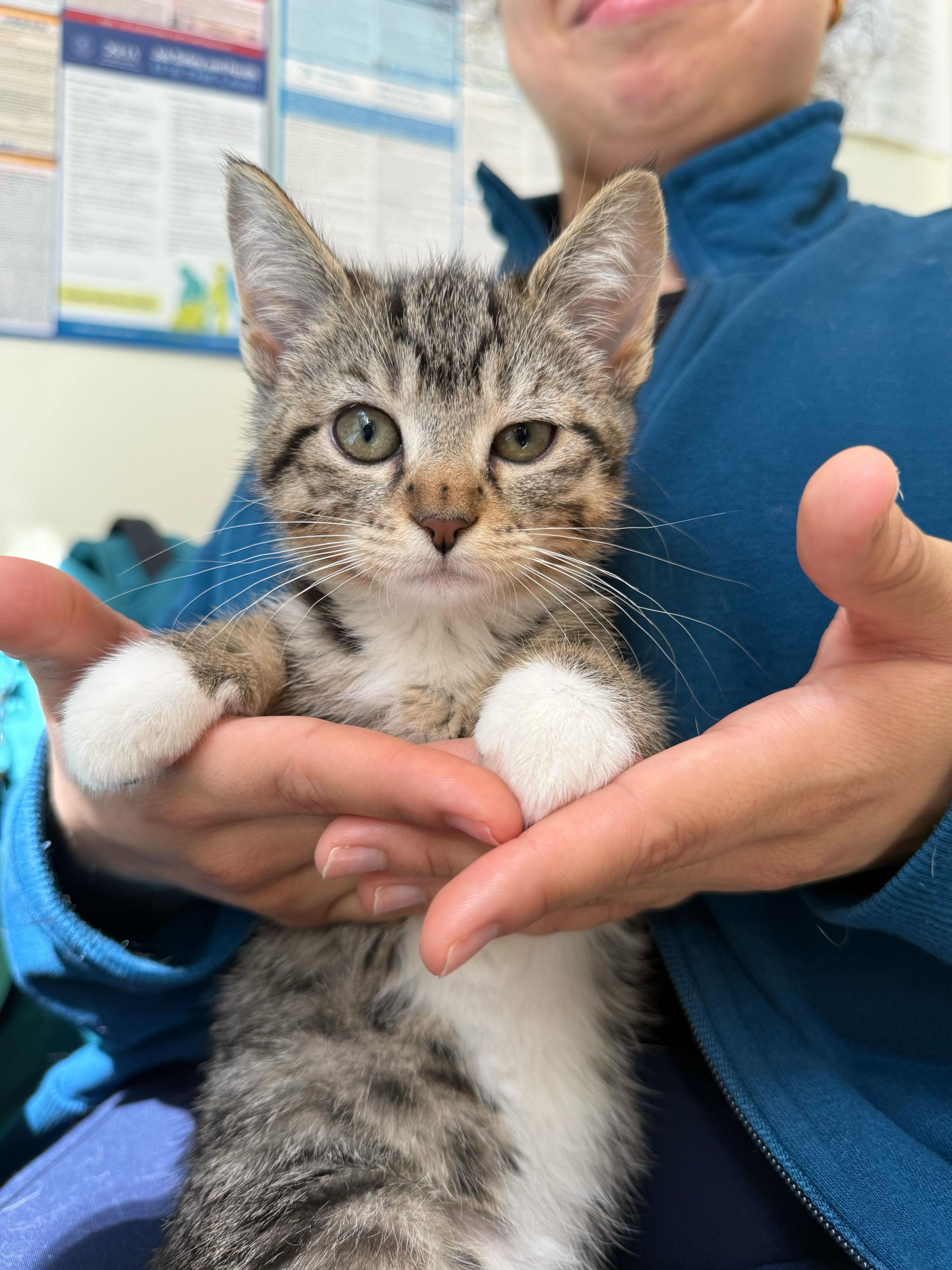 Enlarge Tictac (Bonded to Aloof), an adopted Domestic Short Hair in Long Island City, NY image 2/6