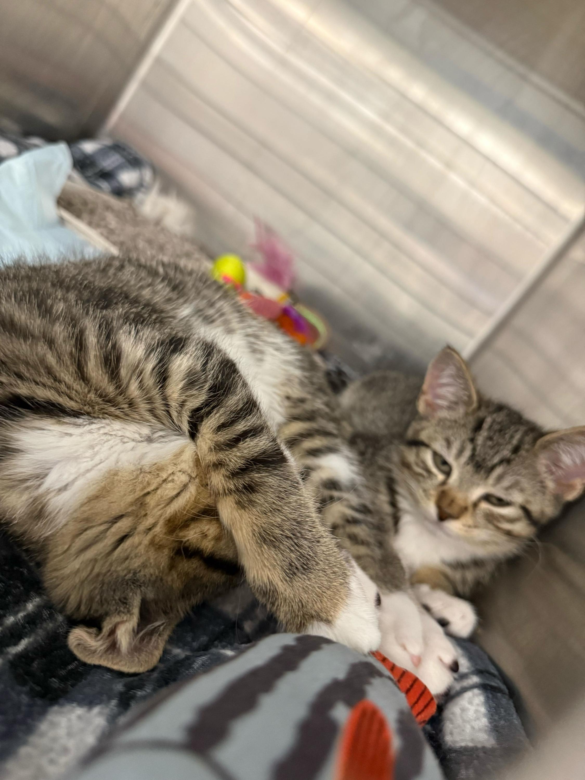 Enlarge Tictac (Bonded to Aloof), an adopted Domestic Short Hair in Long Island City, NY image 5/6