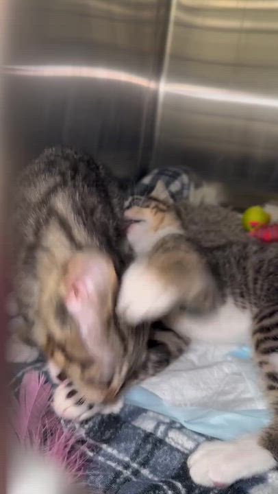 Enlarge Tictac (Bonded to Aloof), an adopted Domestic Short Hair in Long Island City, NY video 6/6