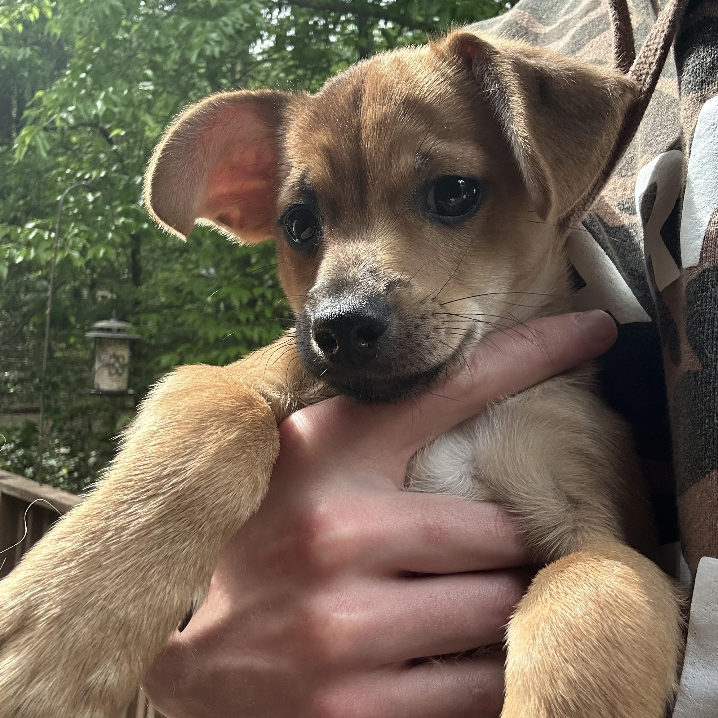 Enlarge Bucky, a ADOPTABLE mixed breed in Kannapolis, NC image 3/6