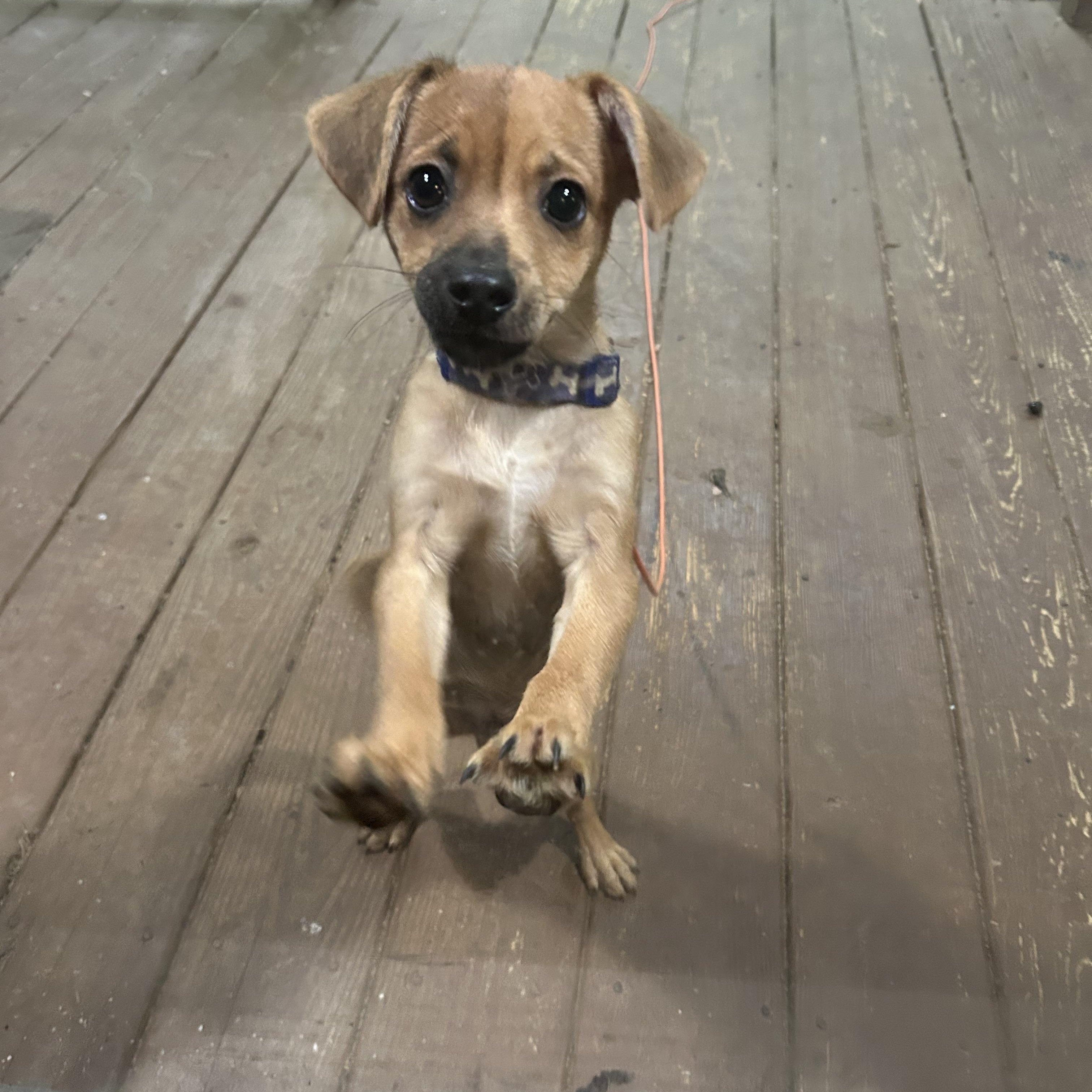 Enlarge Bucky, a ADOPTABLE mixed breed in Kannapolis, NC image 1/6
