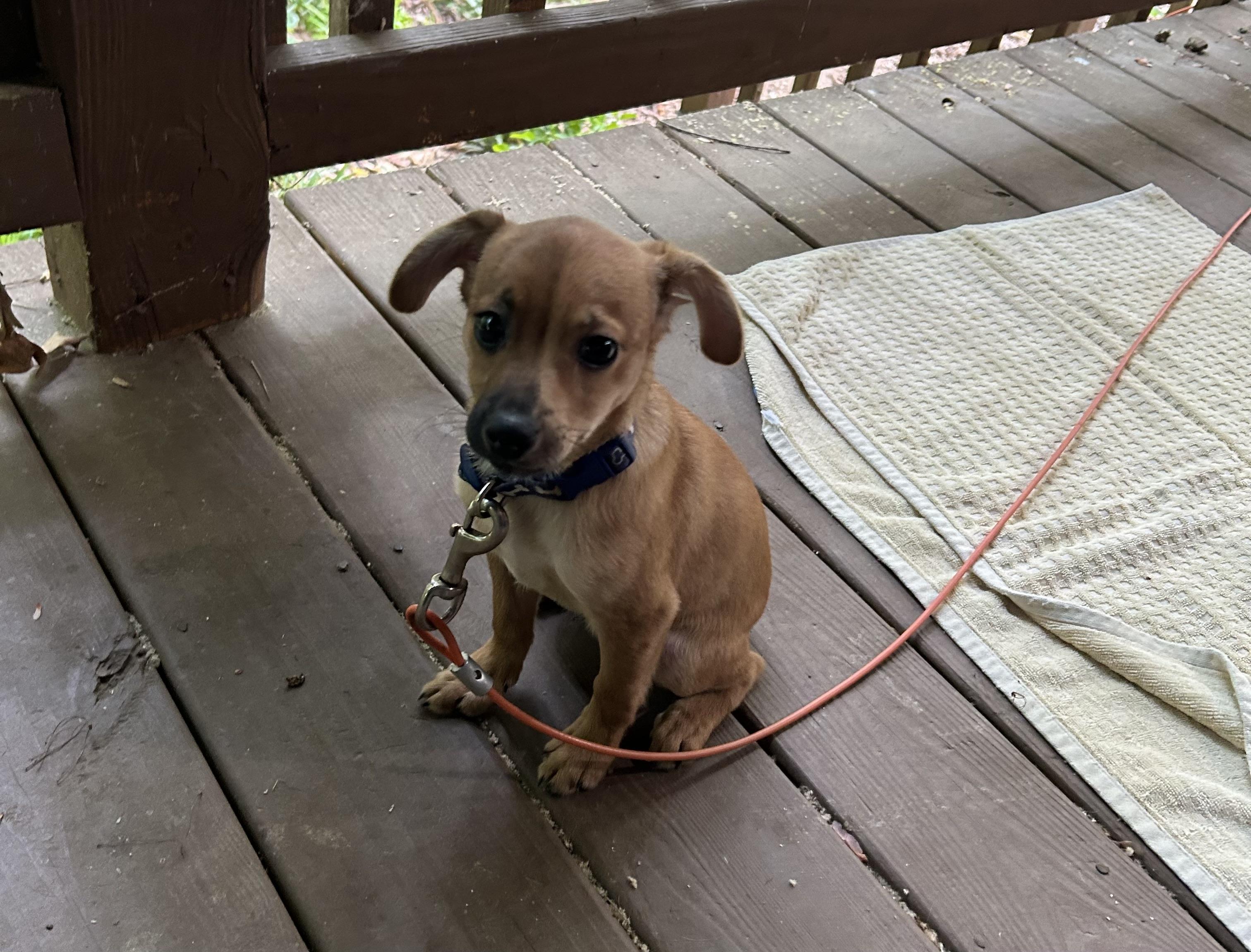 Enlarge Bucky, a ADOPTABLE mixed breed in Kannapolis, NC image 5/6