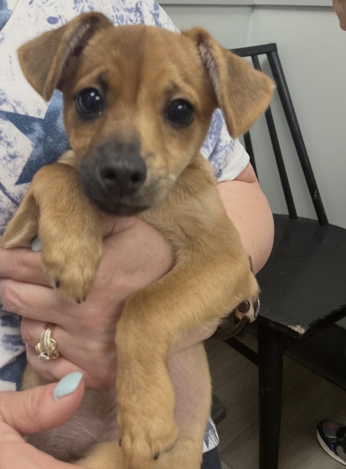 Enlarge Bucky, a ADOPTABLE mixed breed in Kannapolis, NC image 4/6
