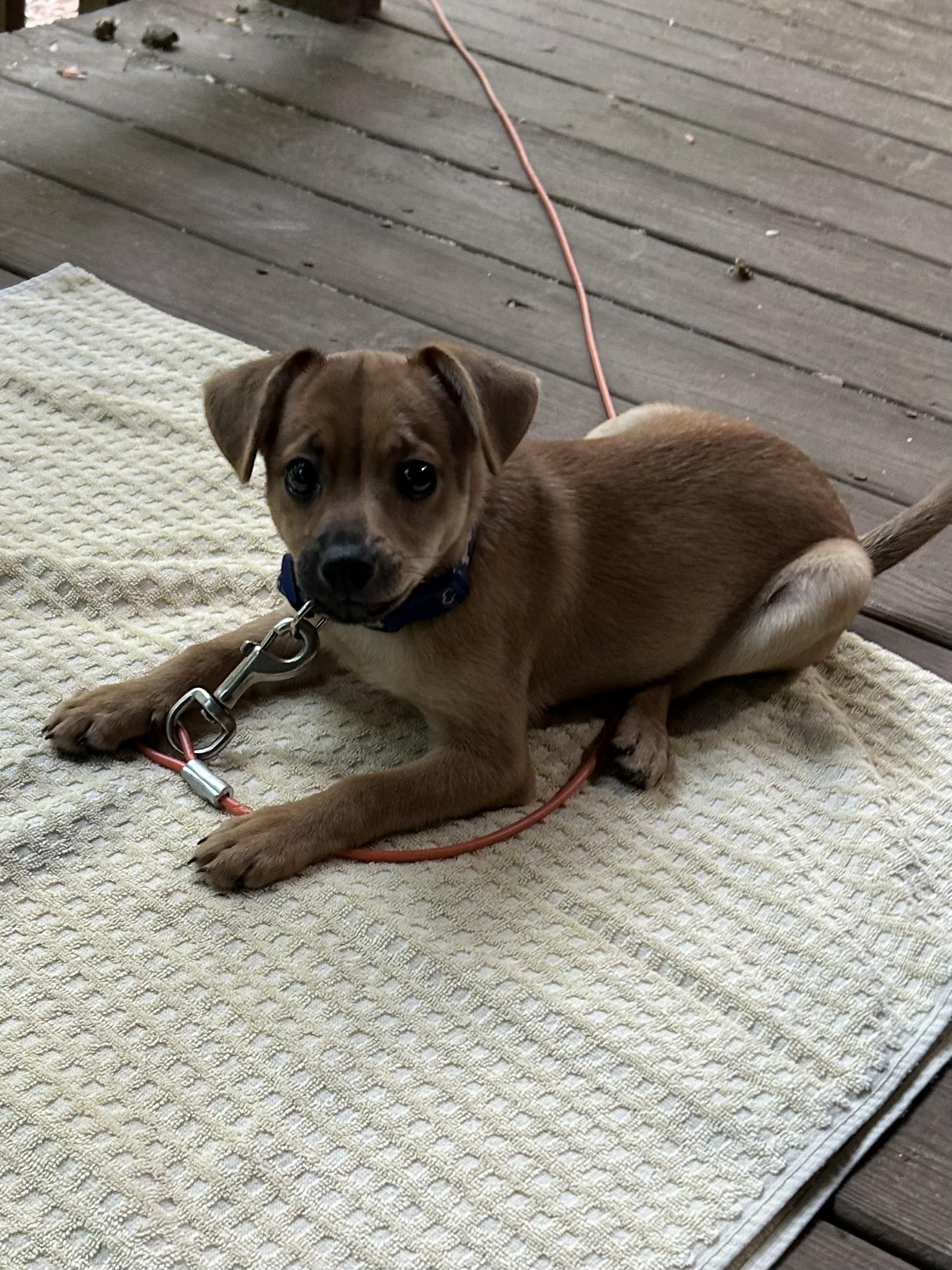 Enlarge Bucky, a ADOPTABLE mixed breed in Kannapolis, NC image 2/6