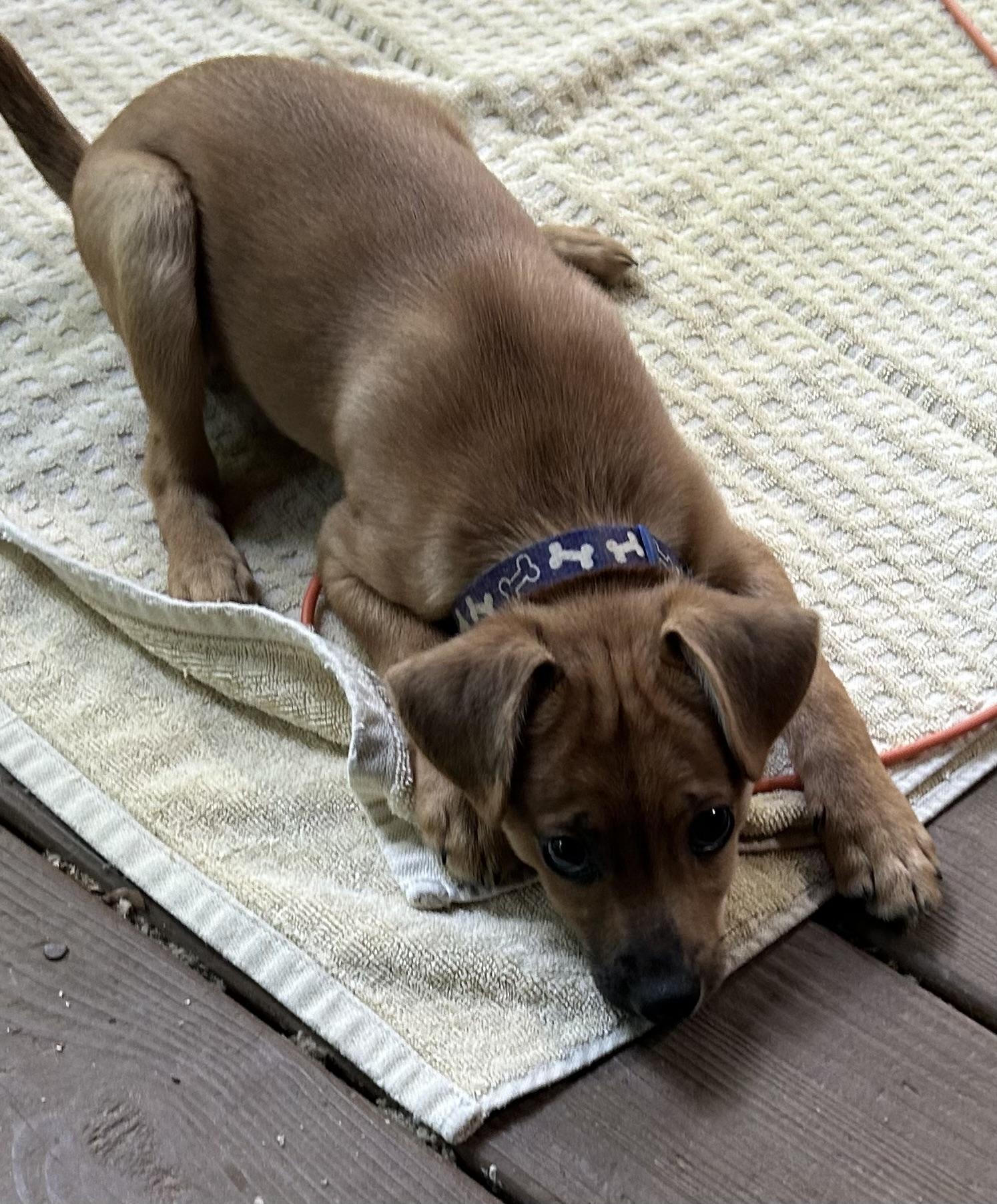 Enlarge Bucky, a ADOPTABLE mixed breed in Kannapolis, NC image 6/6
