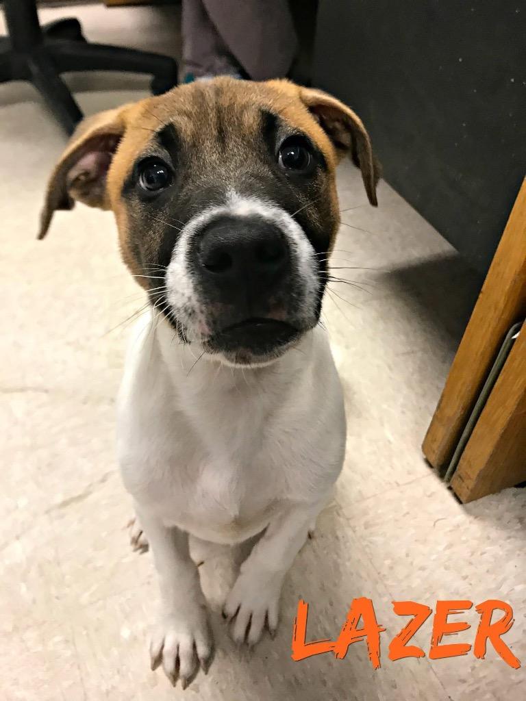 Buster, Adoptable, Adult Male Mixed Breed & Boxer.